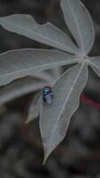 Fly Resting on a Leaf photo