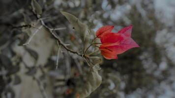 Red Bougainvillea Flowers Close Up photo