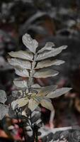 Close-up of Plant with Selective Color Effect photo