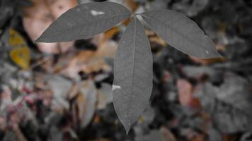 Close-Up of a Unique Green Leaf Against Blurred Background photo