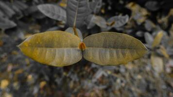 Close-Up of Leaves with Red Bud in Selective Color photo