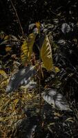 Sunlit Leaves in a Dark Forest photo