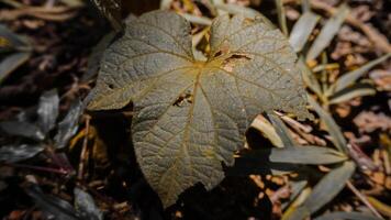 Close-Up of a Leaf with Visible Veins and Holes photo