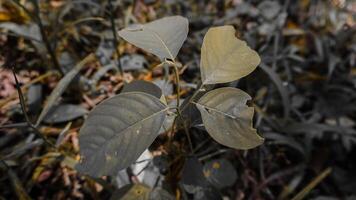 Close-Up of Insect-Damaged Leaves photo