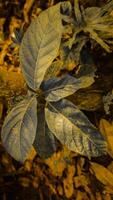 Close-Up of Textured Plant Leaves in Warm Light photo