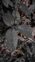 Close-Up of Decaying Plant Leaves in Selective Color photo