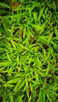 Lush Green Grass Close-Up photo