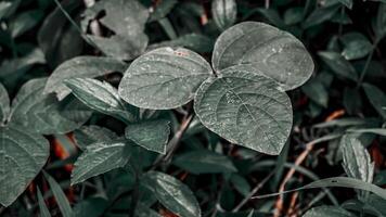 Close-Up of Green Leaves with Water Droplets photo