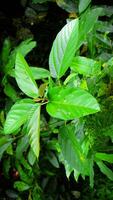 Vibrant Green Tropical Leaves Close-Up photo
