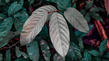 Close Up of Green Leaves with Visible Veins photo