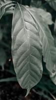 Close-Up of a Textured Green Leaf photo
