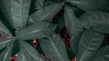Close Up of Lush Cassava Green Leaves photo
