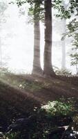 Glowing fog in the forest in the evening video