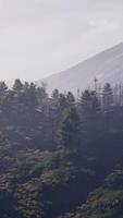 Beautiful pine trees on background high mountains of Carpathians video