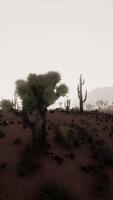 Sunset view of the Arizona desert with Saguaro cacti and mountains video