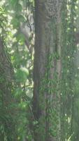 Jungle forest trees in deep fog video