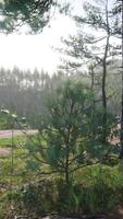 Beautiful mountain view with pine forest video