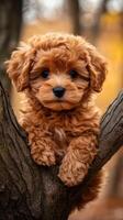 Cute brown puppy perched on a tree branch in autumn setting photo
