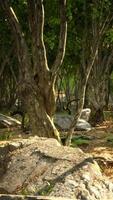 Roots of a tree in a misty forest video