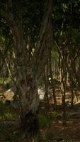 Beautiful summer forest with different trees video
