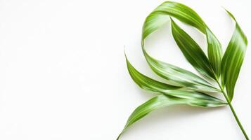 Fresh Palm Leaf Ribbons for Decoration photo