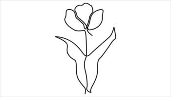 Minimalist Tulip flower continuous one line drawing illustration. vector