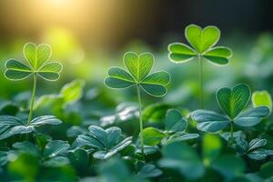 Morning Sunlight Illuminates Lucky Clover Field - Ideal for St. Patrick's Day Themes photo