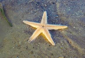 Pale starfish on sandy ocean floor. Beautiful marine life in shallow water. photo