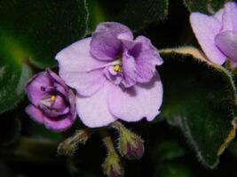Close-up of delicate light purple African violets in bloom. photo