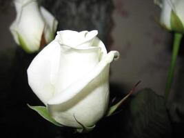 Close-up of a beautiful, unopened white rose bud. photo