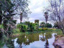 Serene pond reflecting palm trees and lush greenery. photo