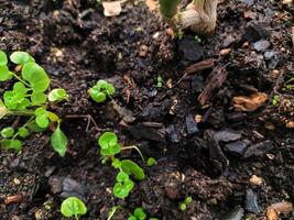 Closeup view of vibrant green seedlings sprouting from rich dark soil, showcasing the beauty of new life and growth. photo