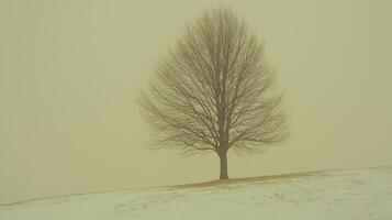 Solitary Deciduous Tree in Snowy Winter Landscape Serene Nature Scene photo