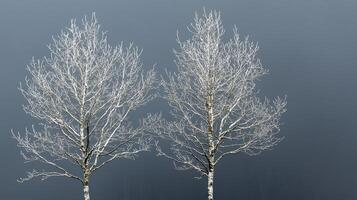 Two Frosty Birch Trees Winter Landscape Cold Season Nature Photography photo