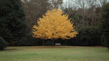 Golden Autumn Tree in Park with Bench Serene Fall Landscape Photography photo