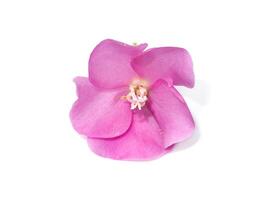Pink dombeya flower on white background. photo