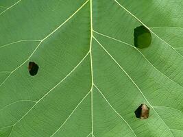 Close up texture on leaf of Teak tree photo