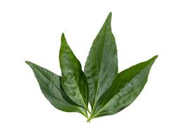 A group of Kariyat leaves isolate on white background photo