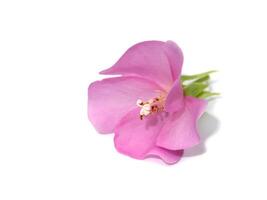 Pink flower of dombeya tree on white. photo