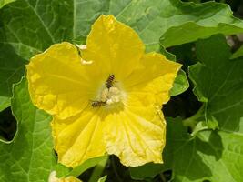 Close up of winter melon flower with insect are pollination photo
