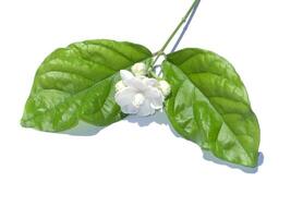 Close up of white jasmine flower with leaf and shadow on white background. photo