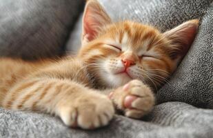 A Cute Yellow Cat Sleeping Peacefully on the Sofa photo