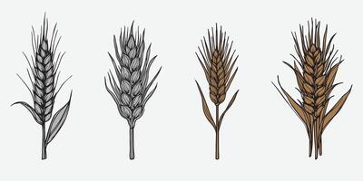 Wheat field isolated wheat ears set illustration on white background. vector