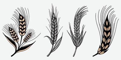 Wheat field isolated wheat ears set illustration white background. vector