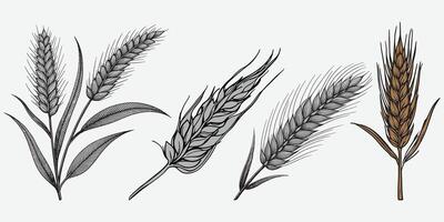 Wheat field isolated wheat ears set, white background. vector