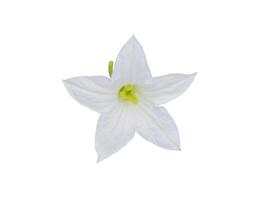 white Ivy flower on white background. photo