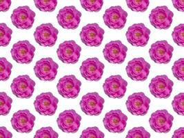 Pattern image, The Pink Damask Rose flower on white background. photo