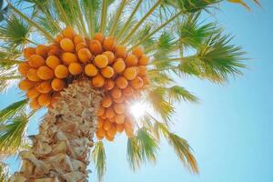 Palm tree with ripe dates growing under the sunlight photo