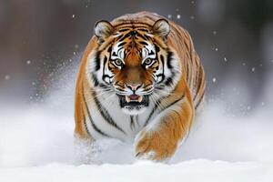 Siberian tiger running in the snow while showing teeth photo