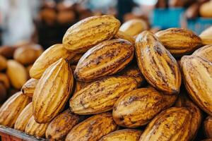 Fresh cocoa pods forming a mountain of flavor and chocolatey goodness photo